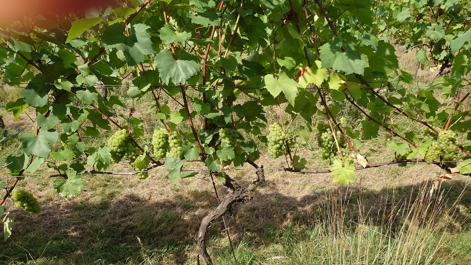 Forty Hall Vineyard photo 3