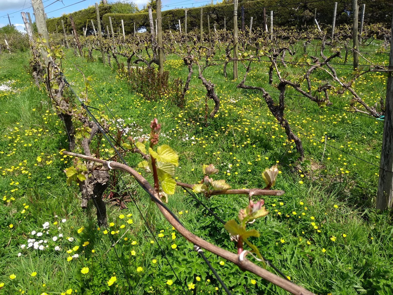 Thomas Walk Vineyard photo 2