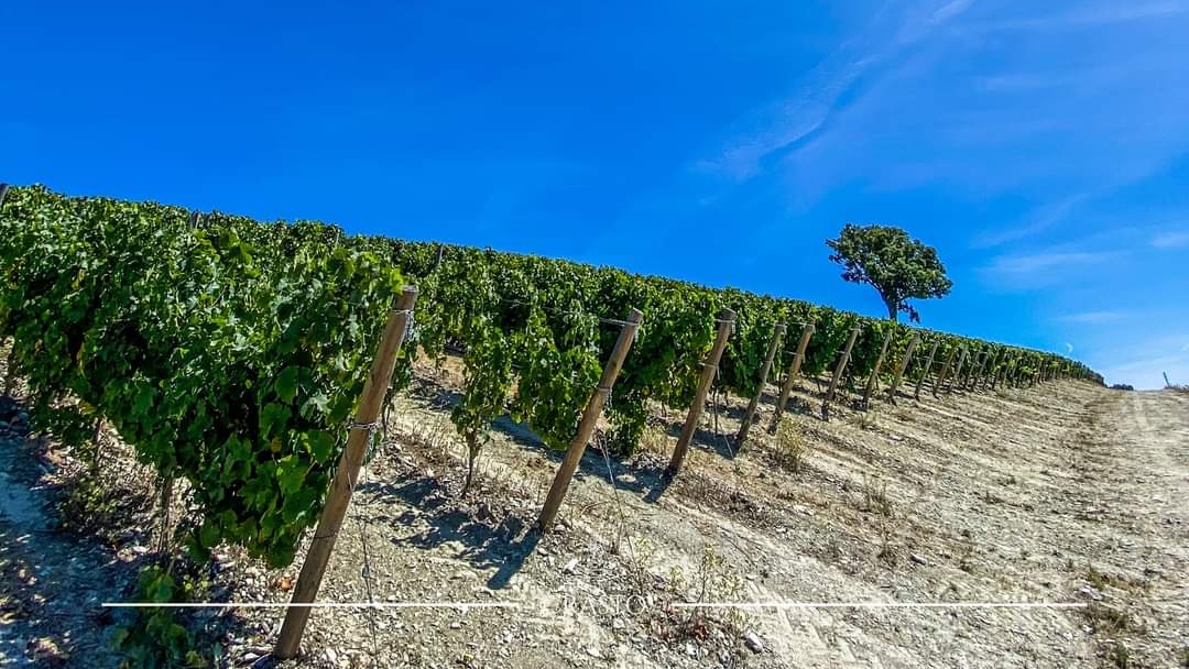 Quinta do Crasto photo 1