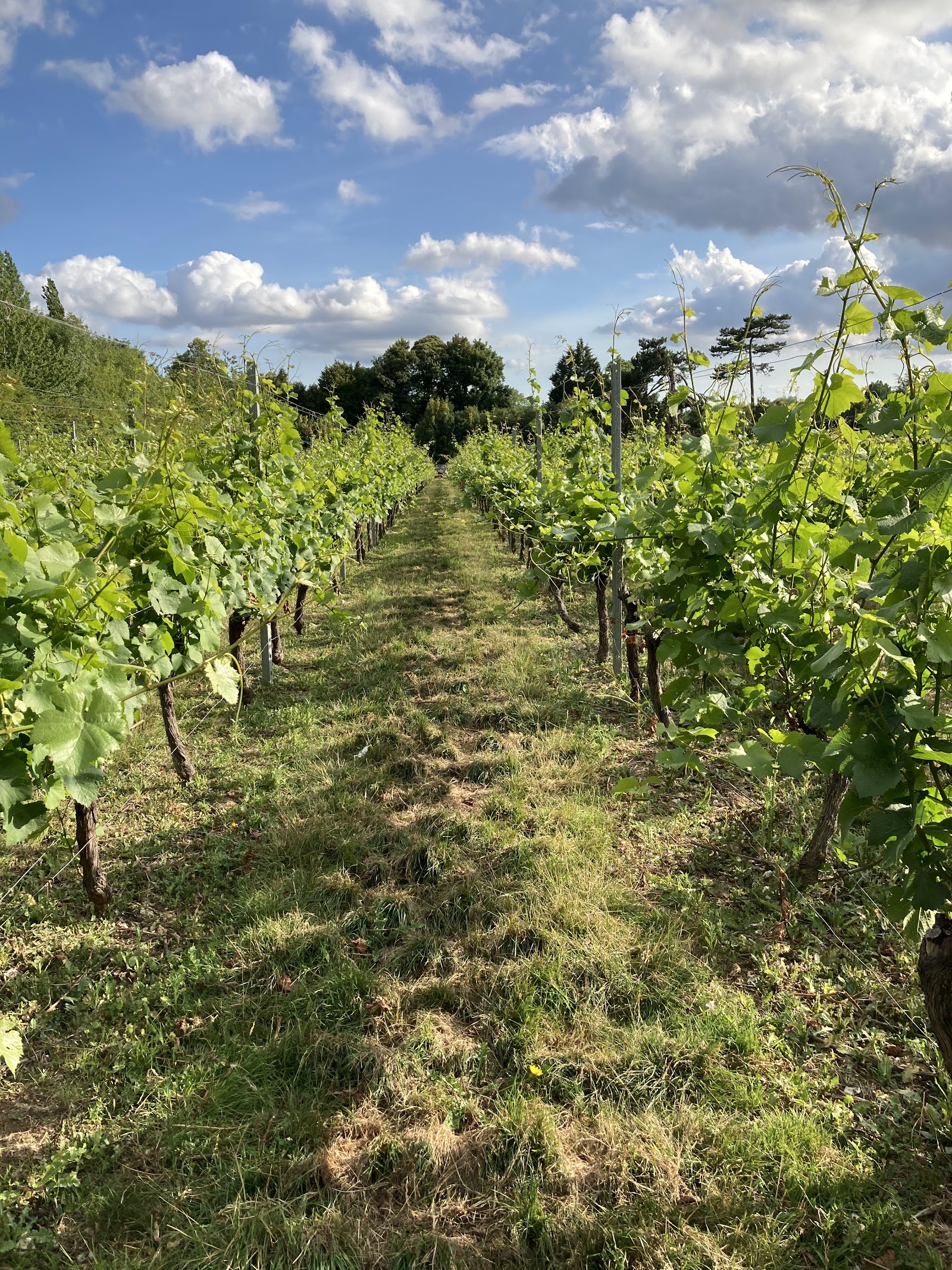The Mount Vineyard photo 1