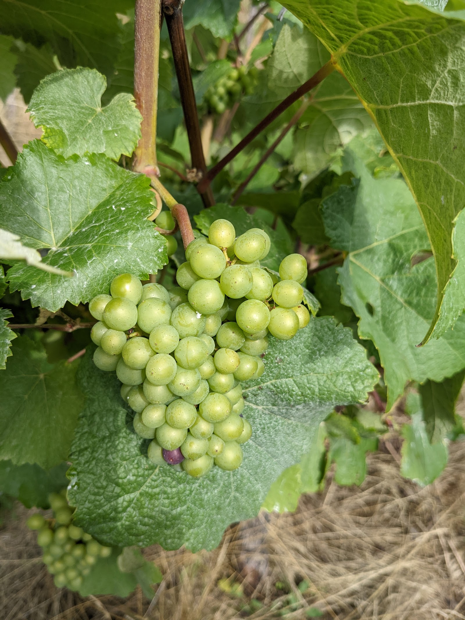 Daws Hill Vineyard photo 1