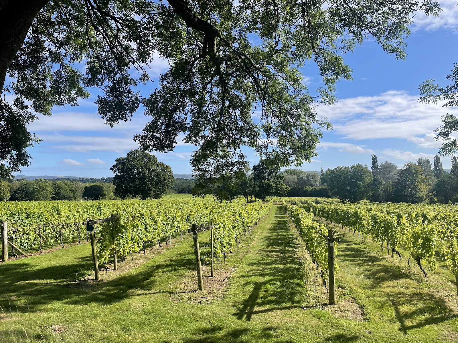 Nutbourne Vineyards photo 2