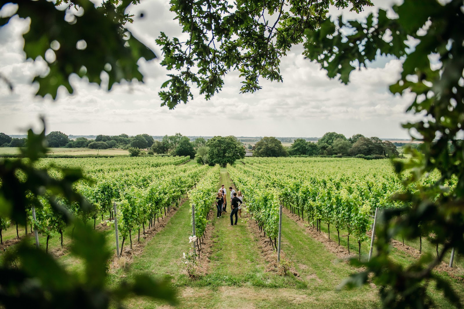 Gusbourne Estate photo 2