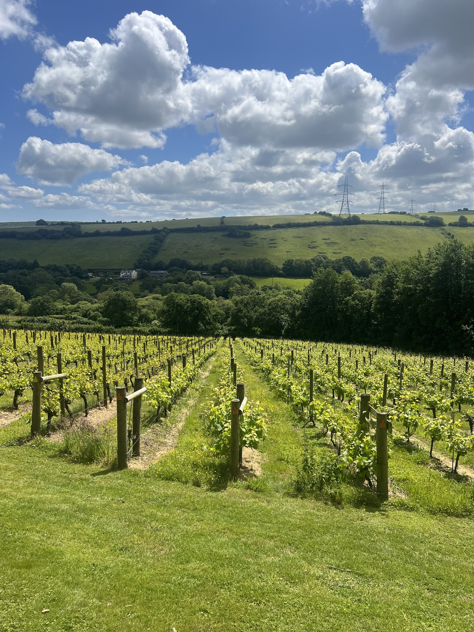 Camel Valley Vineyard photo 1