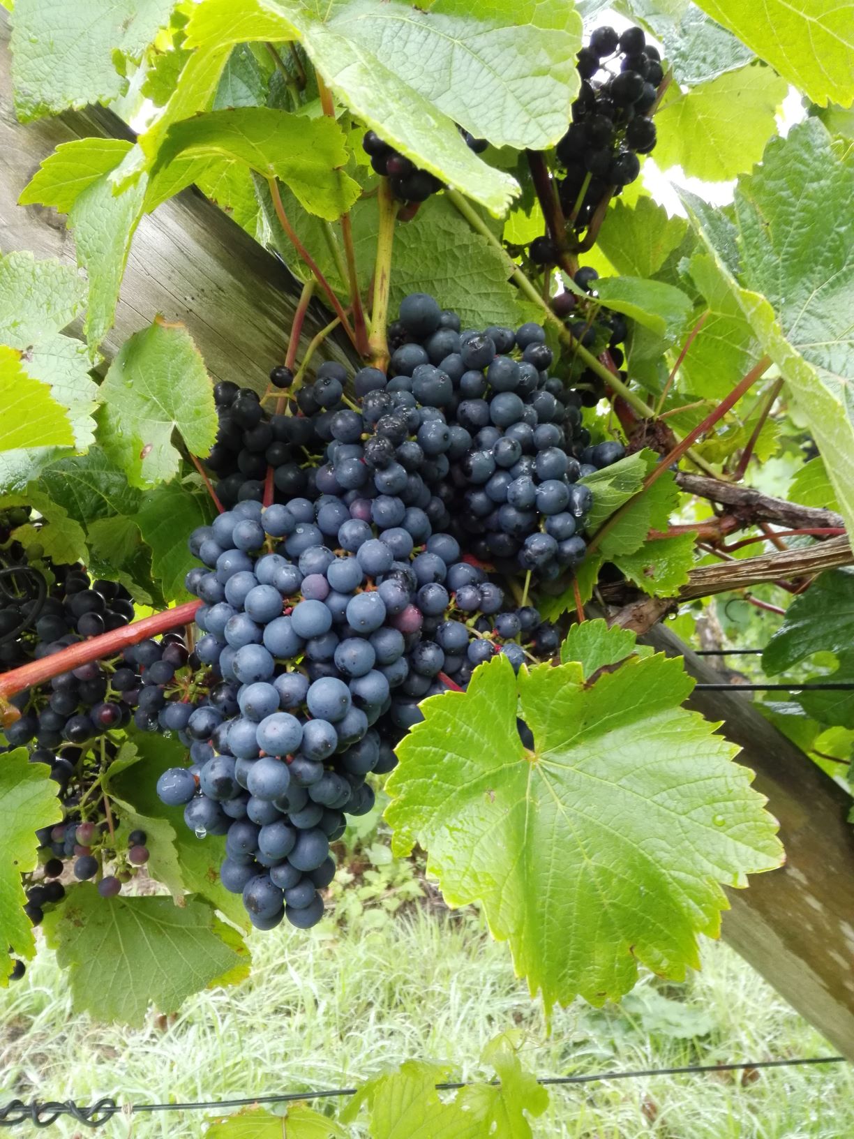 Thomas Walk Vineyard photo 3