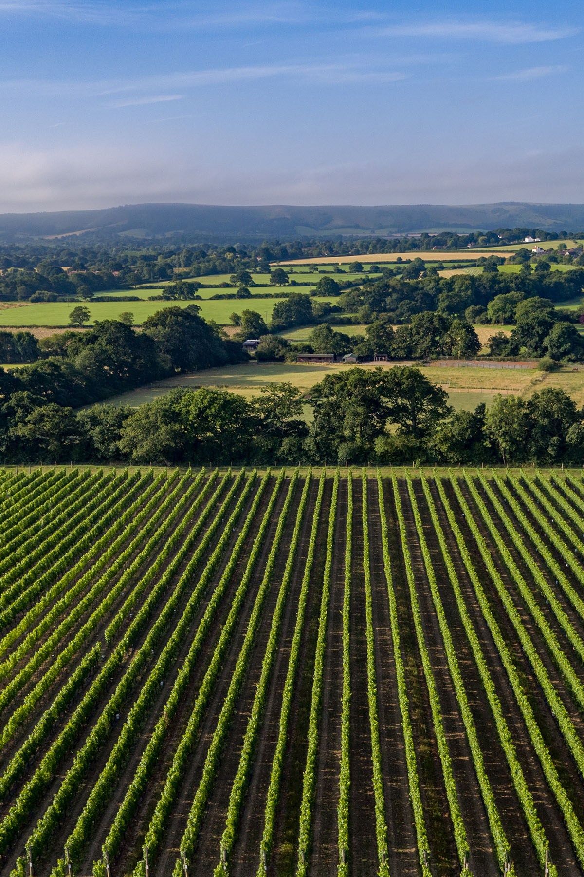 Ridgeview Wine Estate photo 1