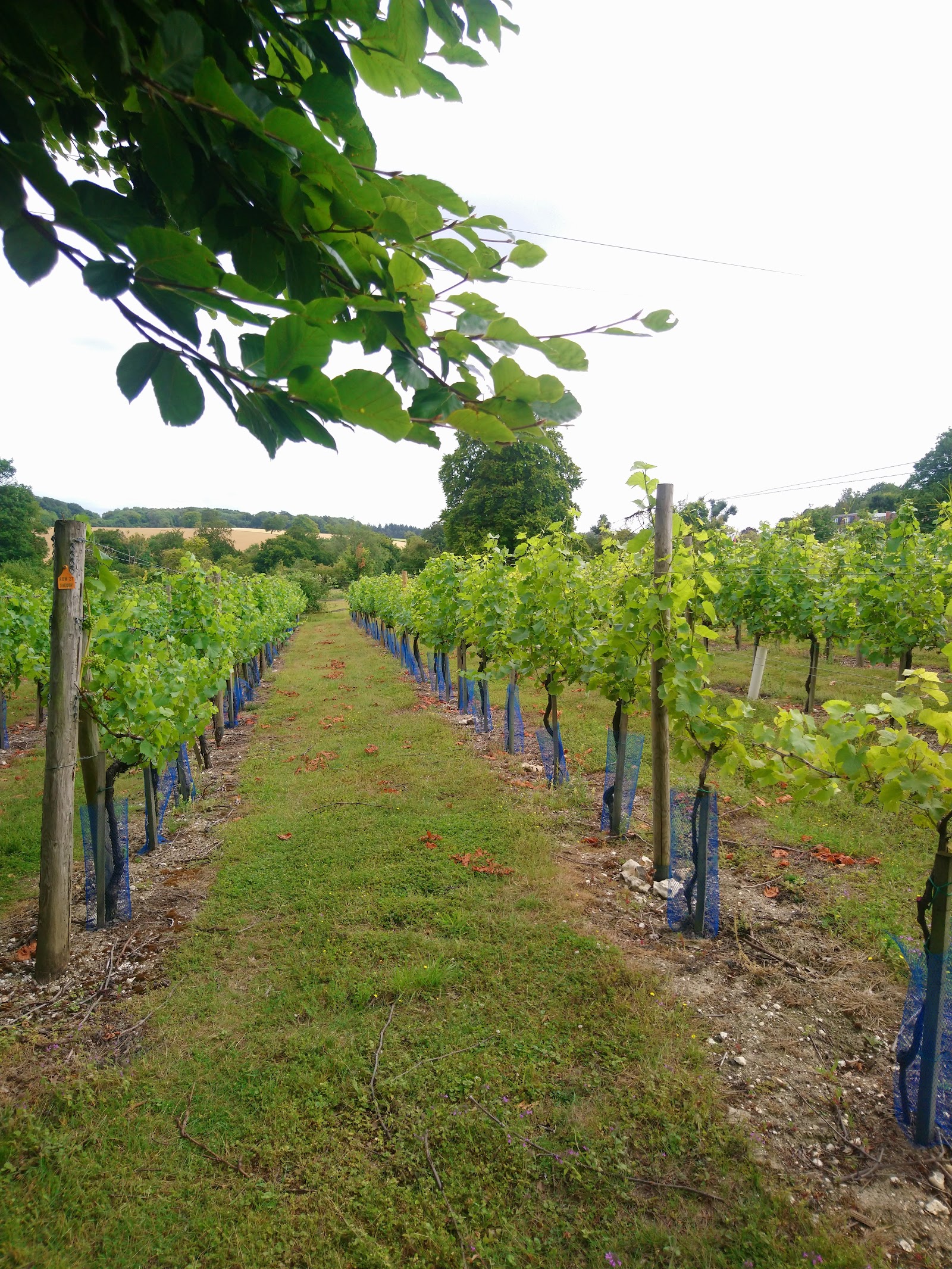 High Clandon Estate Vineyard photo 2