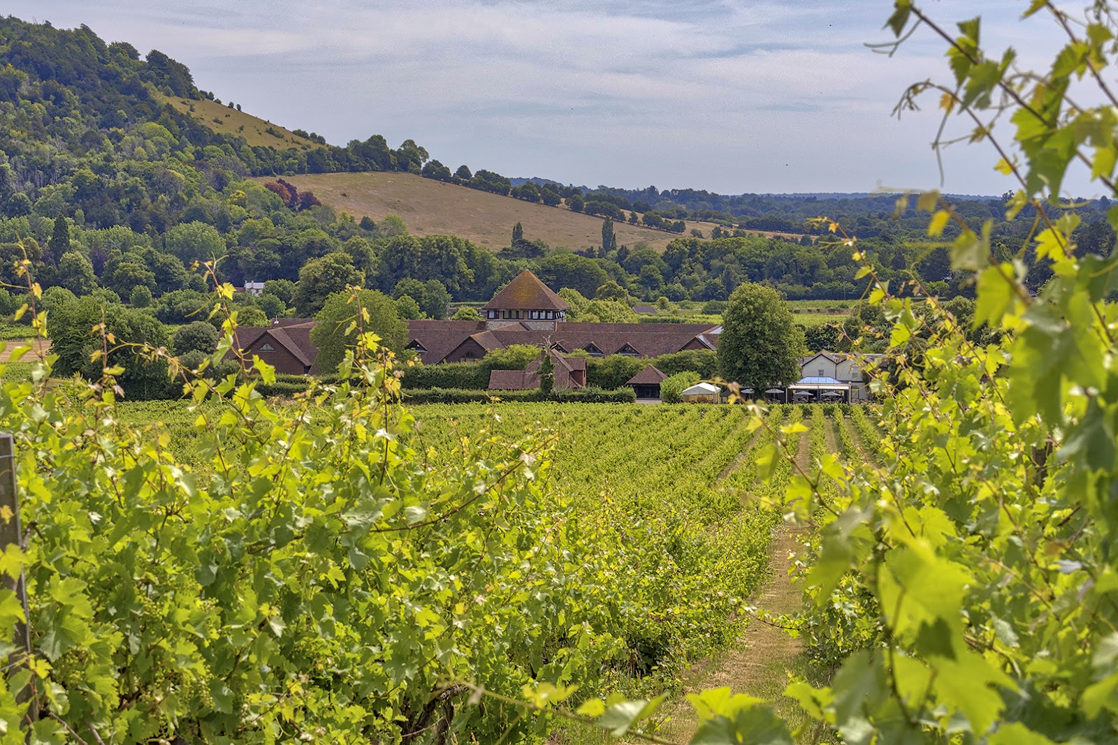 Denbies Wine Estate photo 2