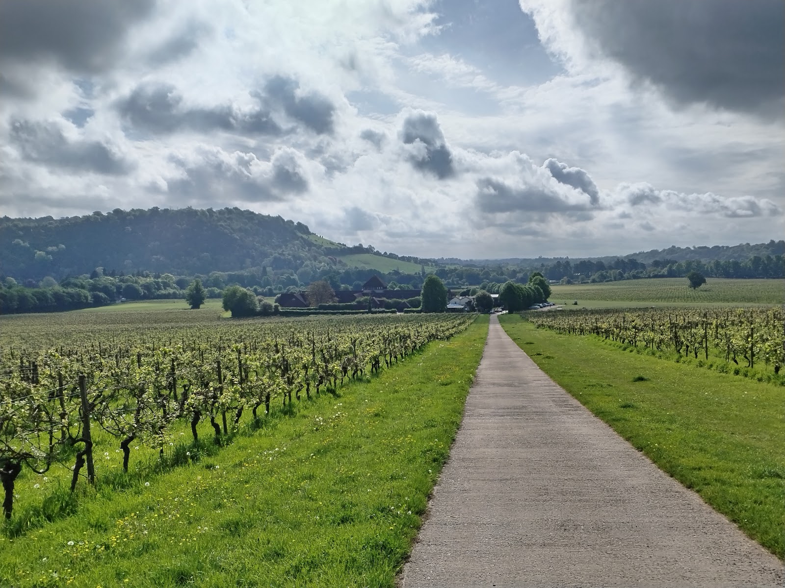 Denbies Wine Estate photo 3