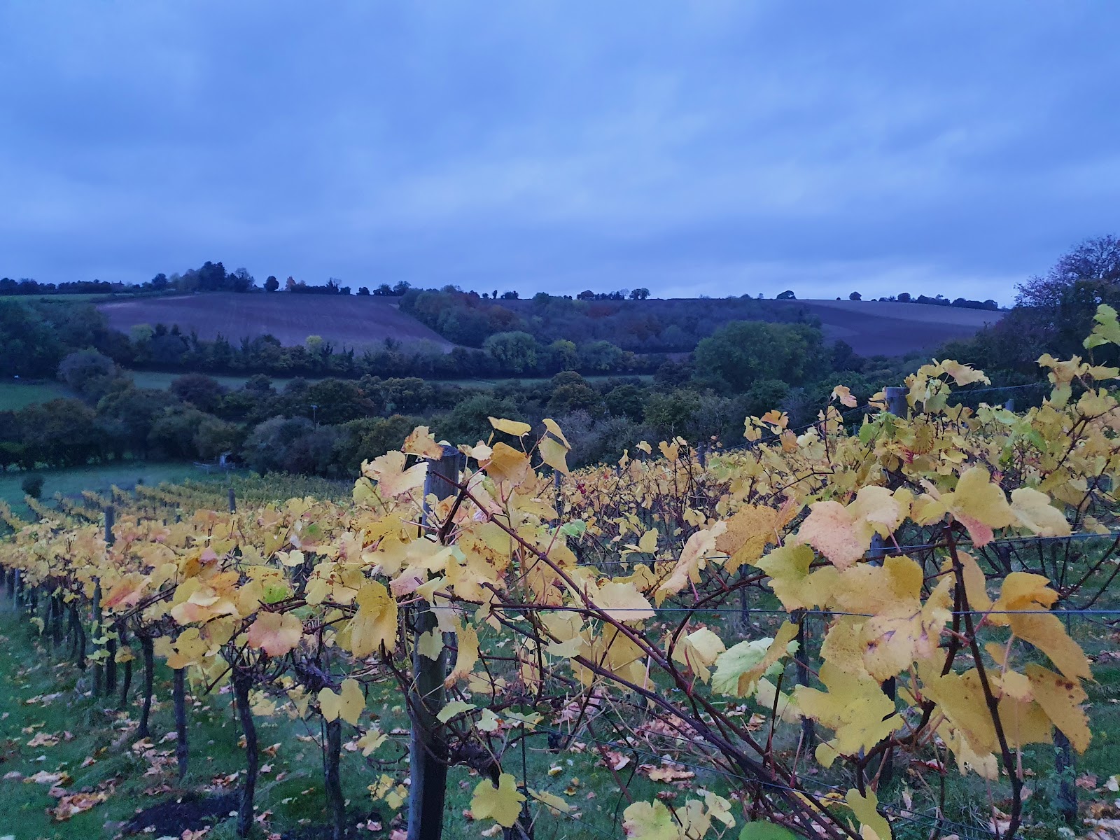 Daws Hill Vineyard photo 2