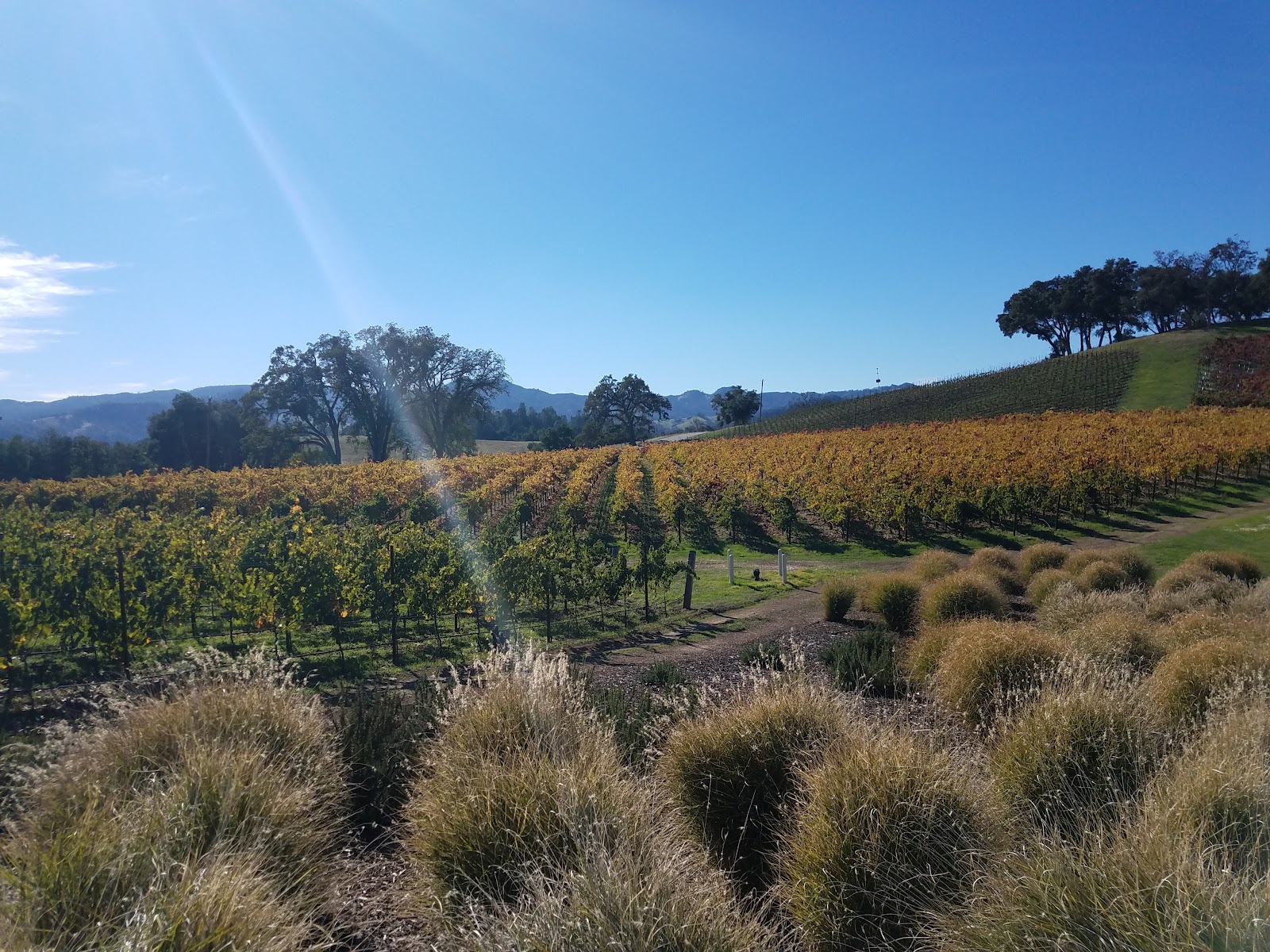 Justin Vineyards & Winery photo 2