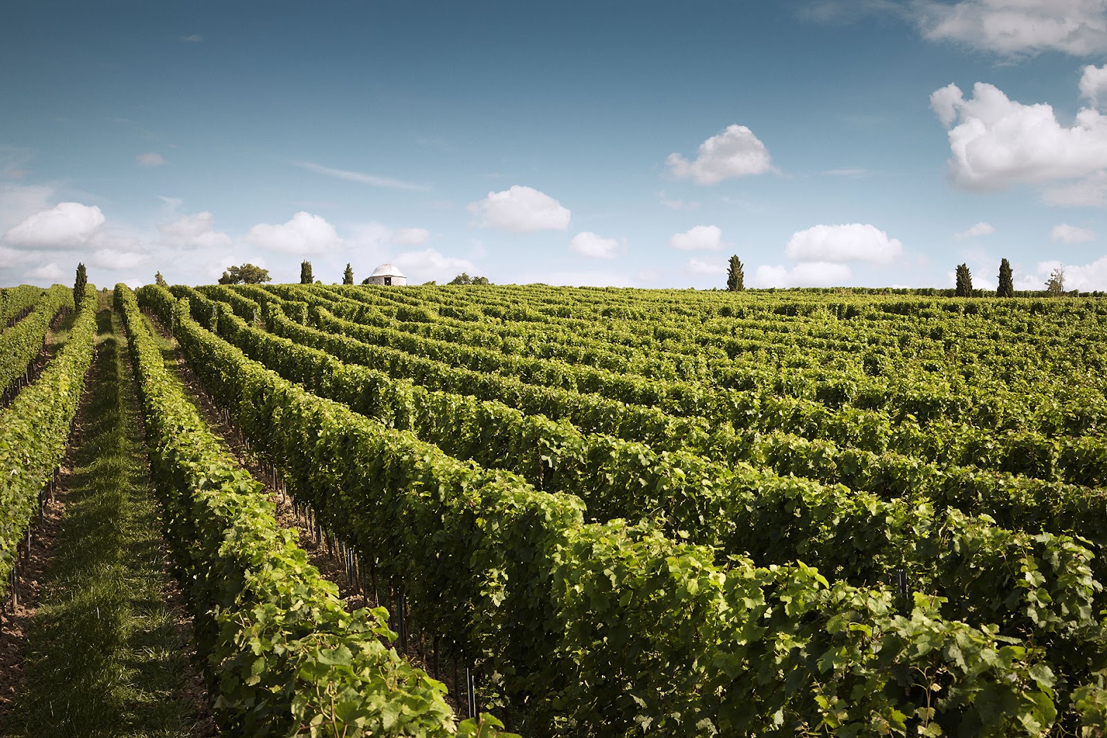 Weingut Wittmann photo 3
