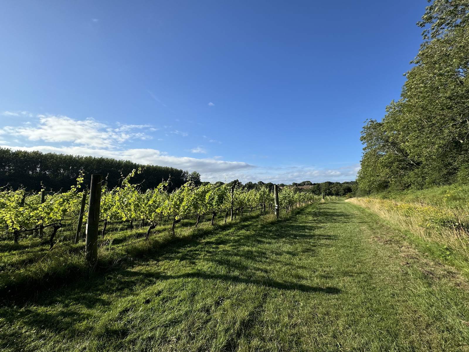 Ridgeview Wine Estate photo 2