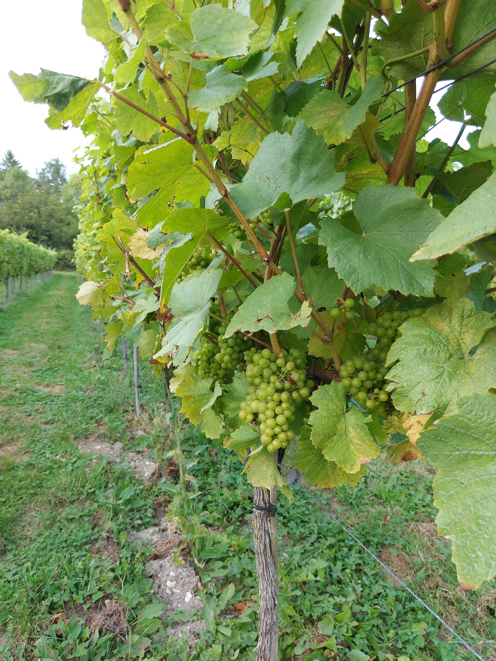 Greyfriars Vineyard photo 3
