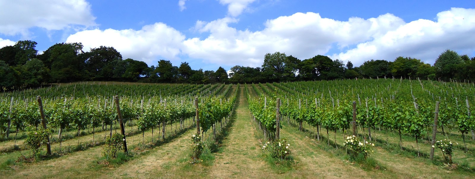 Daws Hill Vineyard photo 3