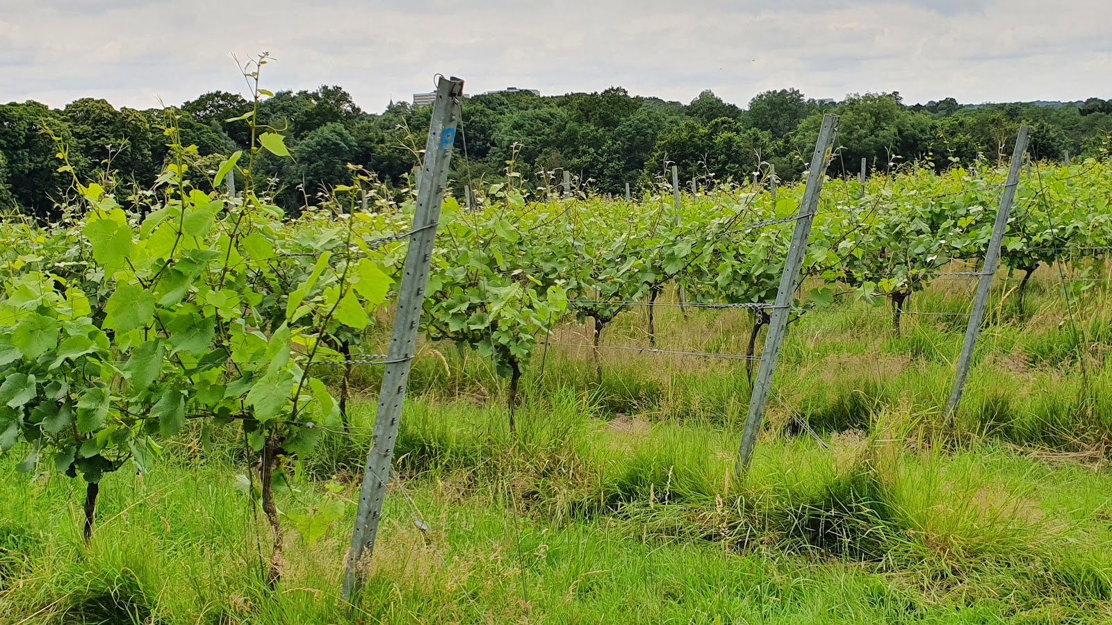Forty Hall Vineyard photo 1
