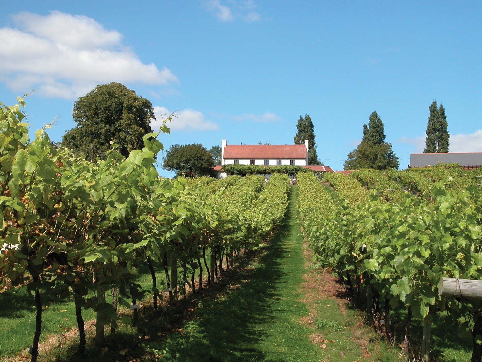 Three Choirs Vineyards photo 1