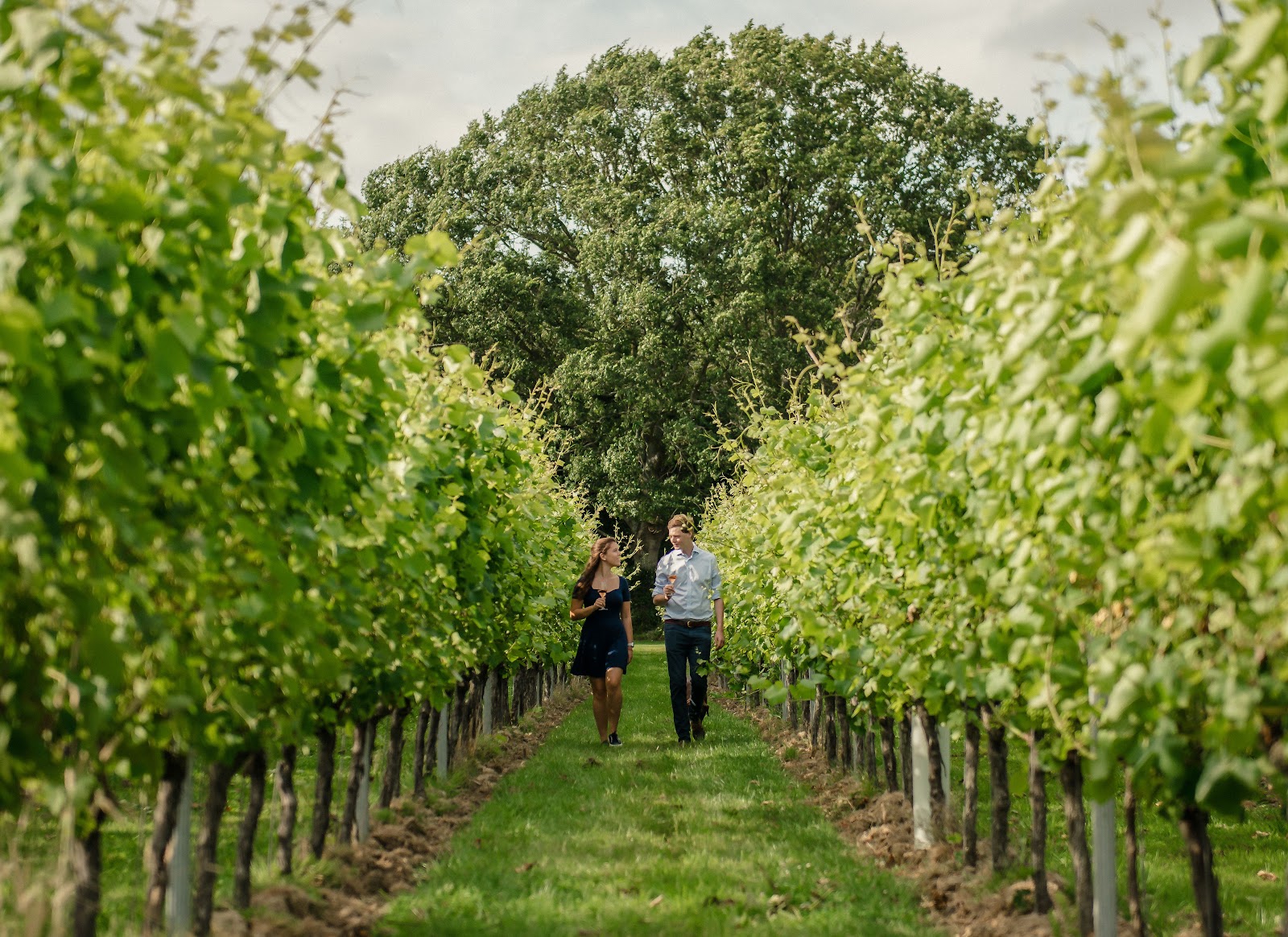 Gusbourne Estate photo 1