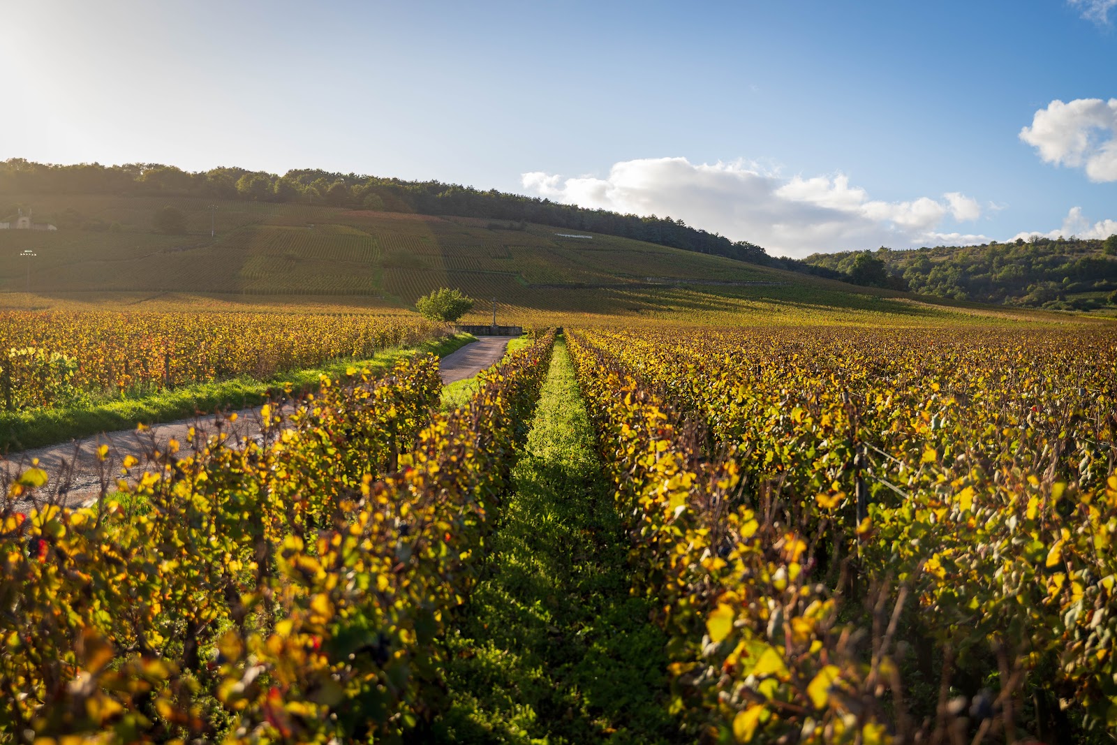 Domaine de la Romanée-Conti photo 2