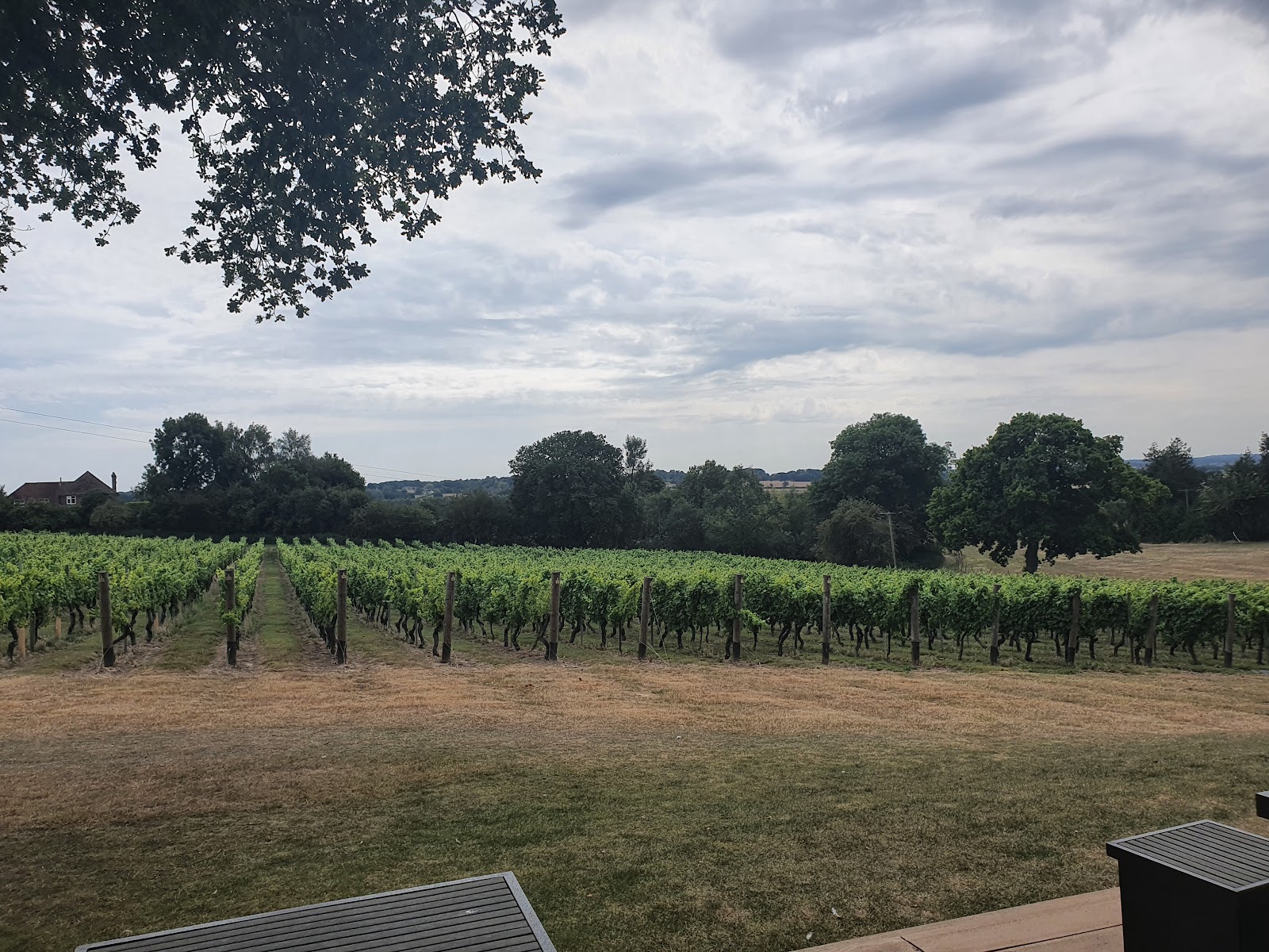 Chapel Down photo 3