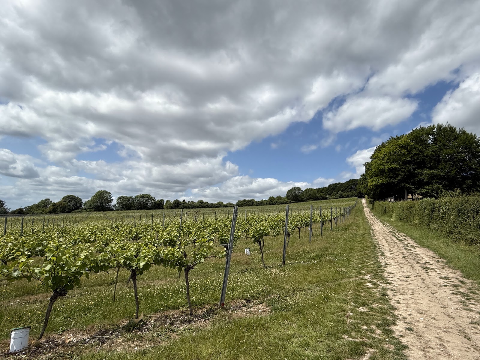Greyfriars Vineyard photo 1