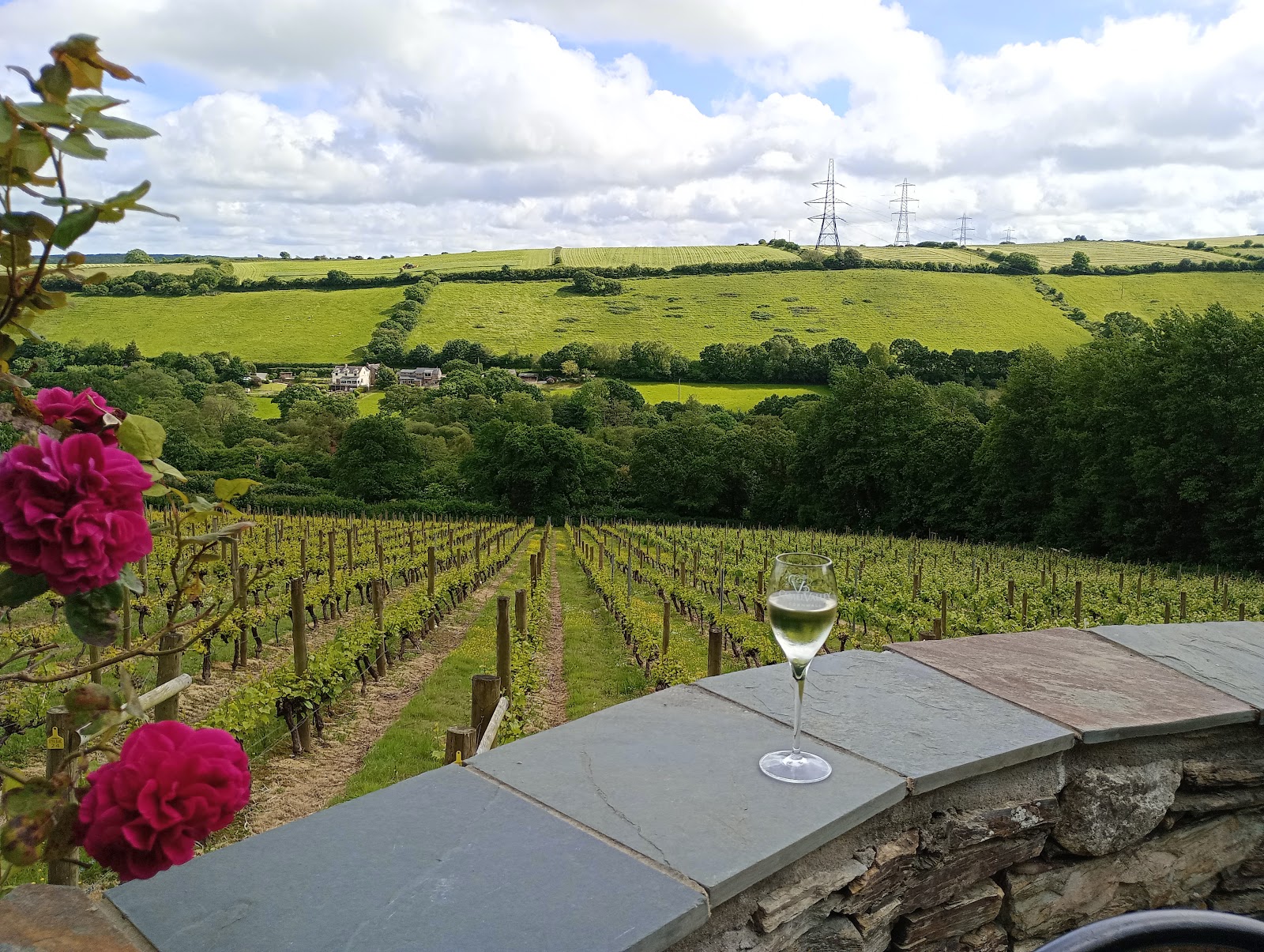 Camel Valley Vineyard photo 2